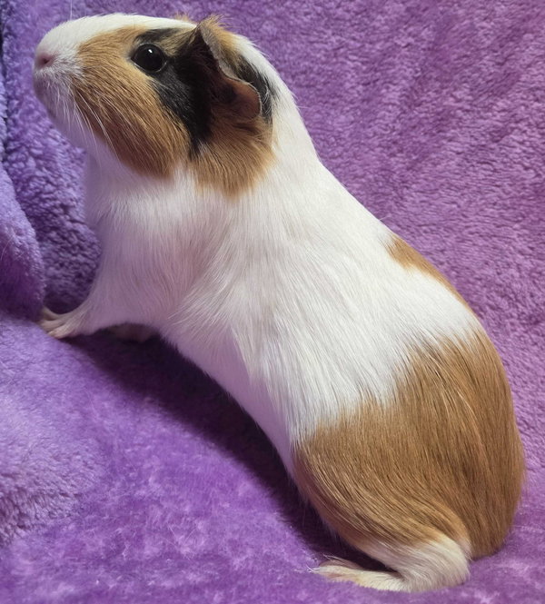 S'mores