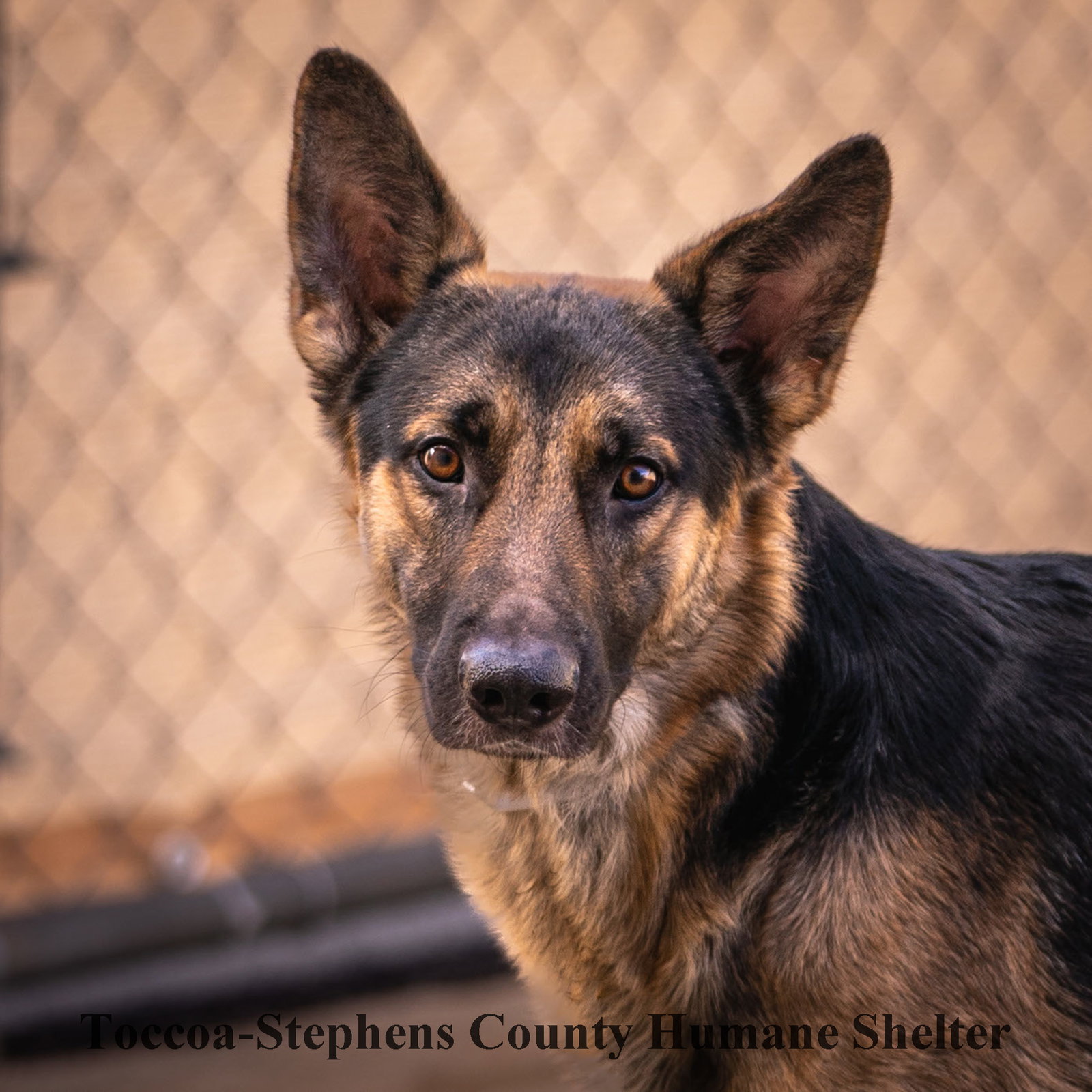 Dog for Adoption Colby Jack, a German Shepherd Dog in Jackson County, GA Alpha Paw
