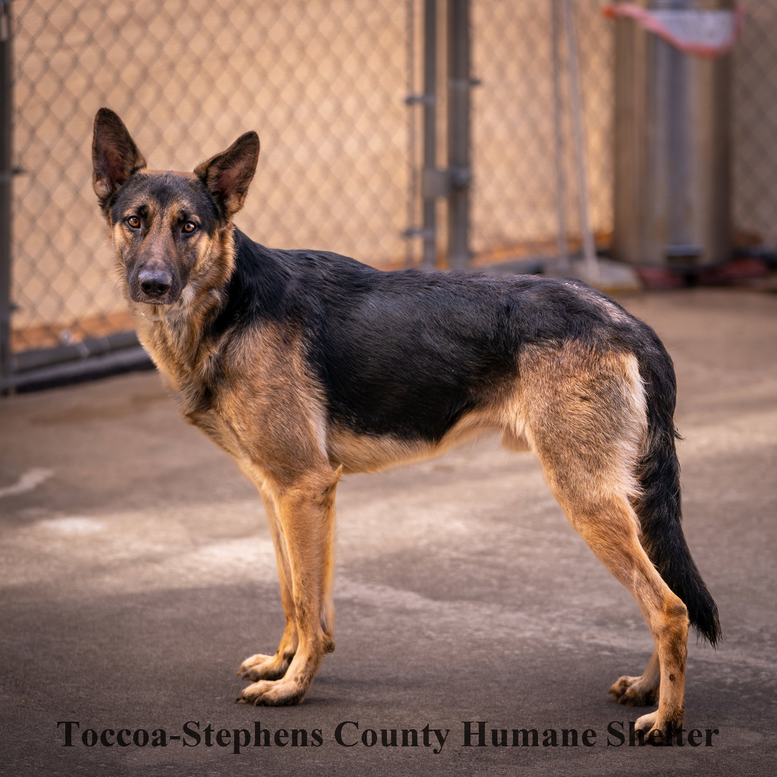 Dog for Adoption Colby Jack, a German Shepherd Dog in Jackson County, GA Alpha Paw