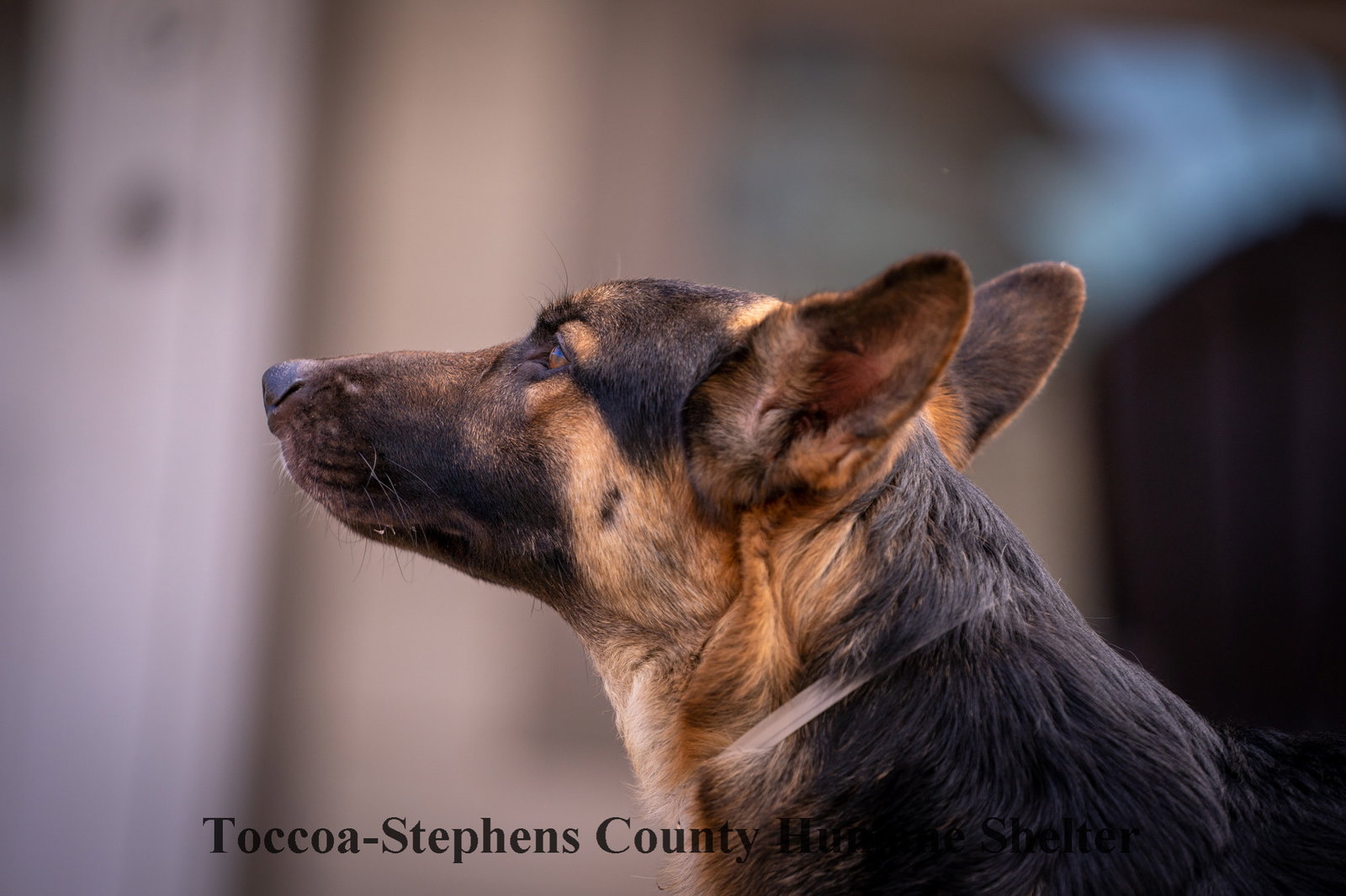 Dog for Adoption Colby Jack, a German Shepherd Dog in Jackson County, GA Alpha Paw