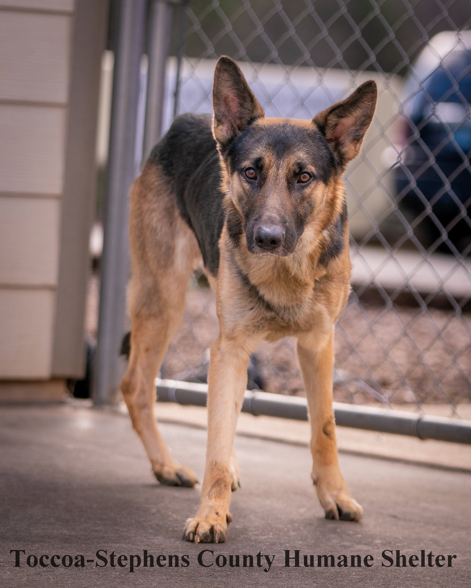 Dog for Adoption Colby Jack, a German Shepherd Dog in Jackson County, GA Alpha Paw