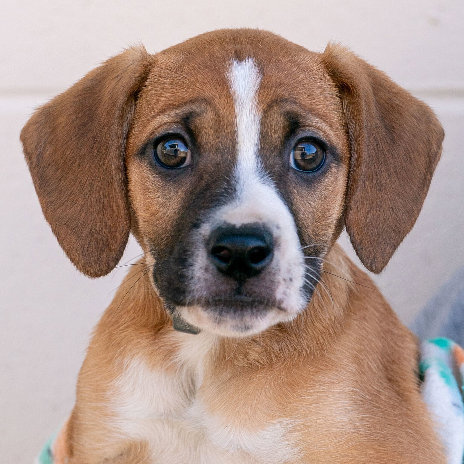 Dog for Adoption Jordan, a Hound in Franklin, NC Alpha Paw