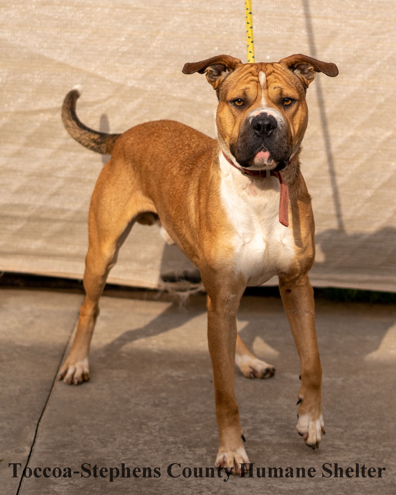 dog-for-adoption-benny-a-boxer-in-oconee-county-sc-alpha-paw