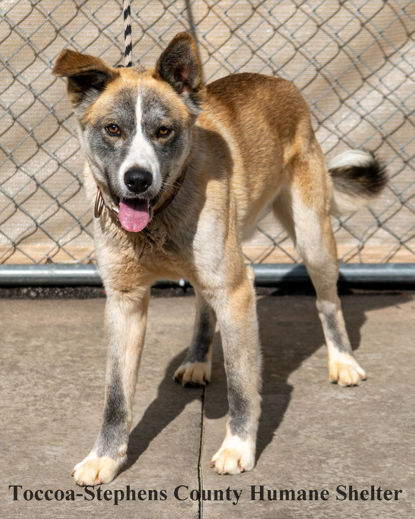 Dog For Adoption - Dodge, A Shepherd In Carnesville, Ga 