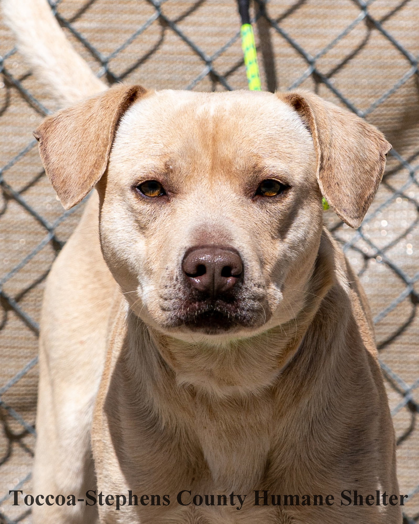 Dog for Adoption Hutch, a Labrador Retriever in Habersham County, GA Alpha Paw