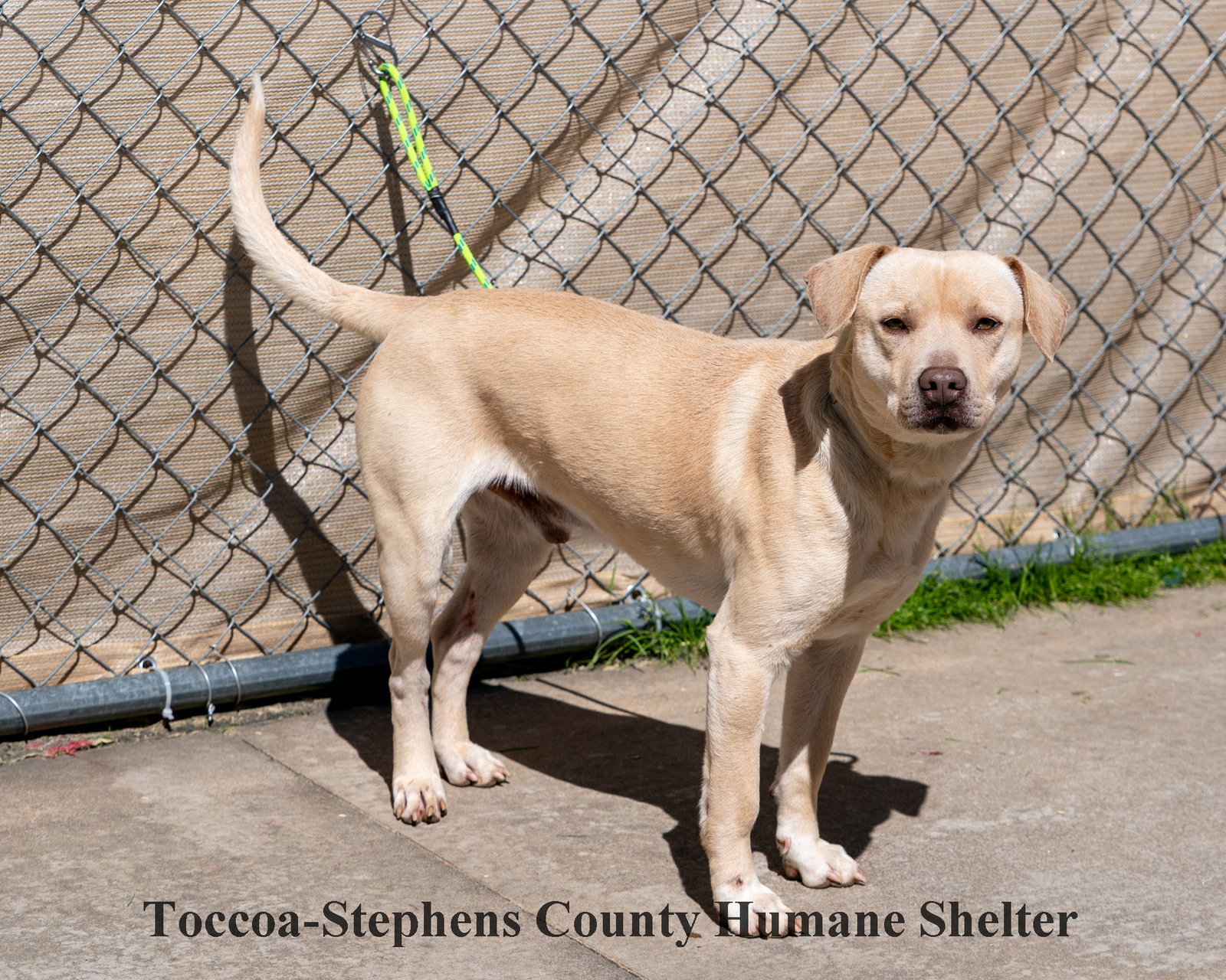Dog for Adoption Hutch, a Labrador Retriever in Habersham County, GA Alpha Paw