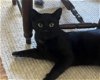 adoptable Cat in palo alto, CA named Oscar
