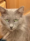 adoptable Cat in  named Luna