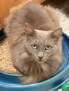 Luna - Photo 5