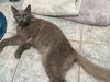 Luna - Photo 6