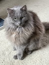 Luna - Photo 2