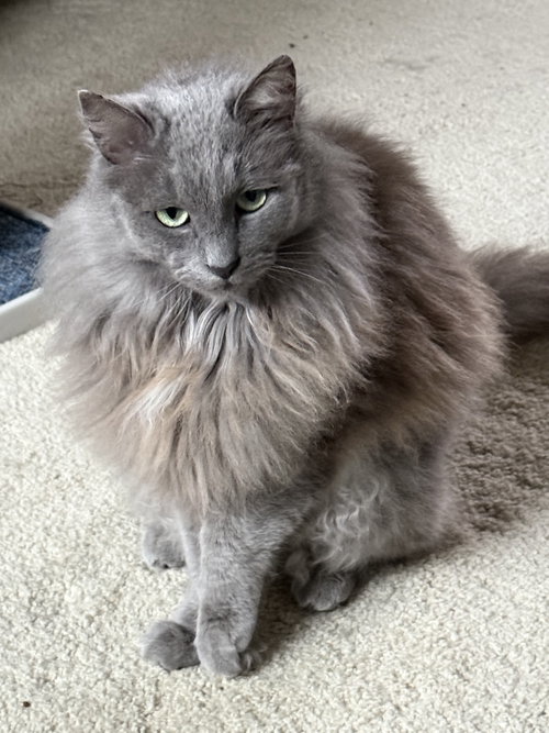 LUNA - Domestic Long Hair available for adoption