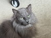 Luna - Photo 3