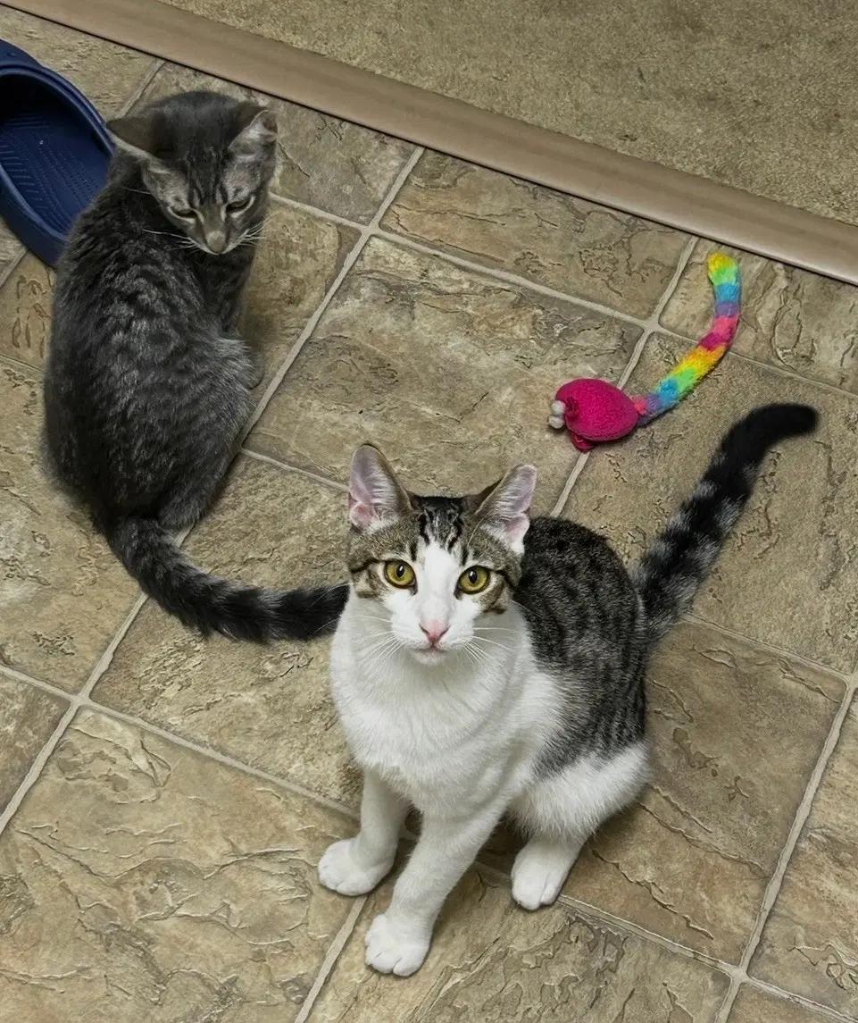 Simon And Harvey - Domestic Short Hair