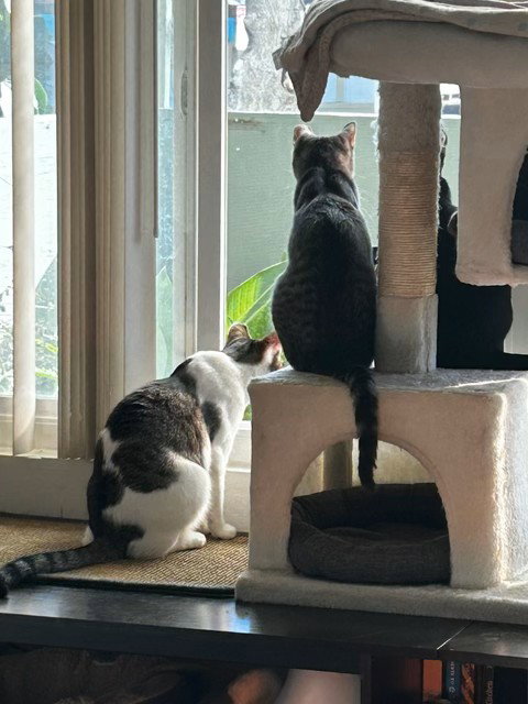 Photo 3 of Simon and Harvey