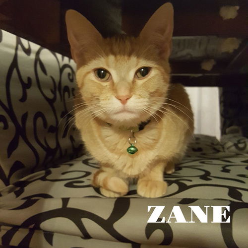 Zane