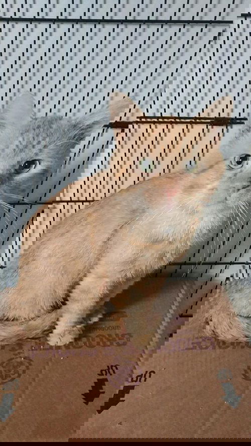 Tango