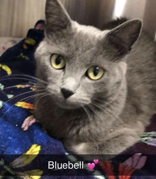 Bluebell