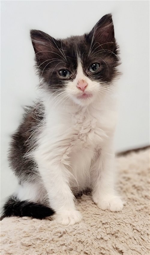 Penelope Pussycat