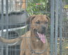 Buck - Photo 2