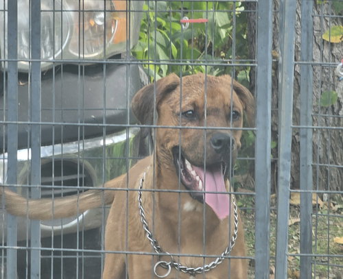 BUCK - Mastiff / Hound available for adoption