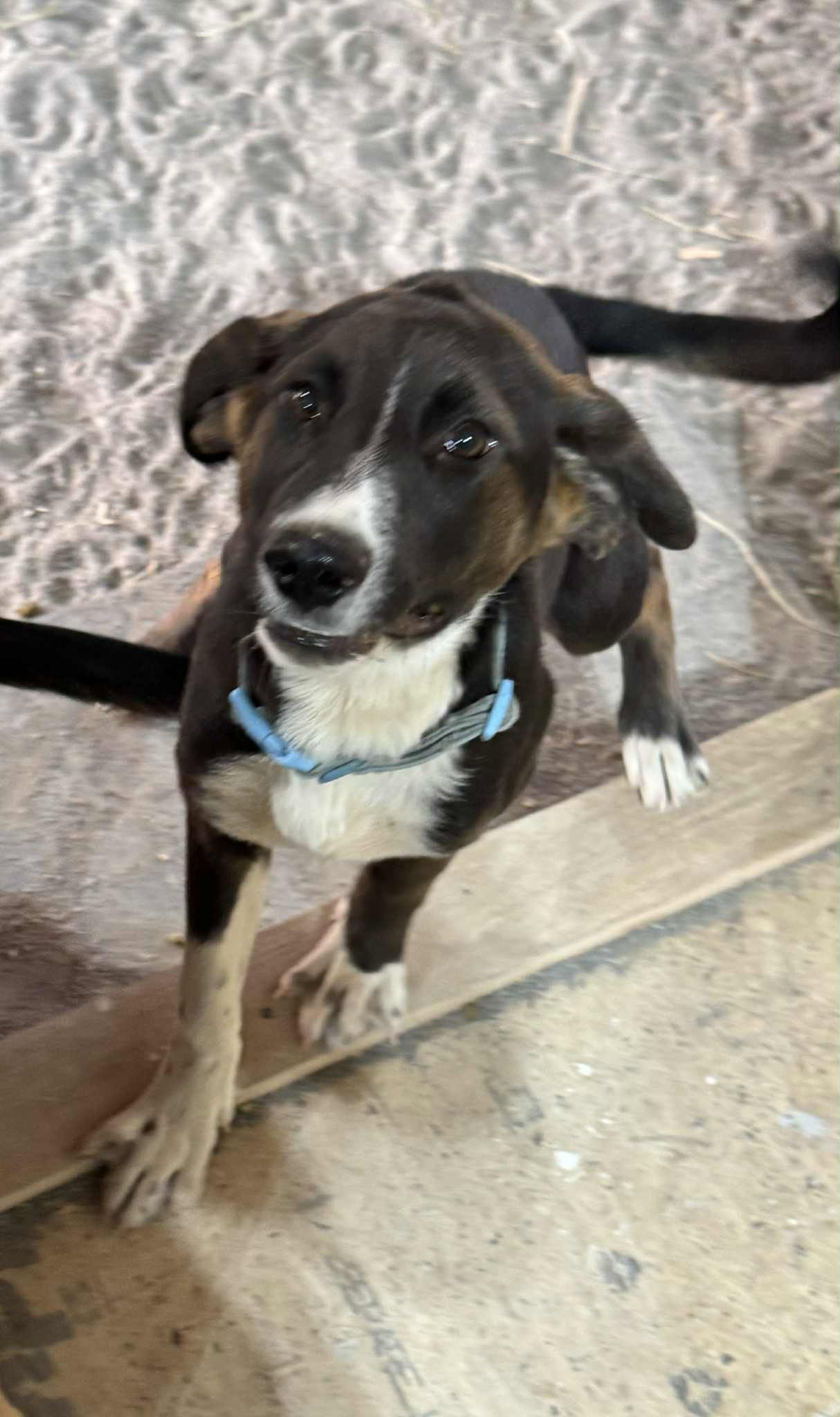Bruno Image