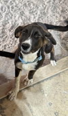 Bruno - Photo 1