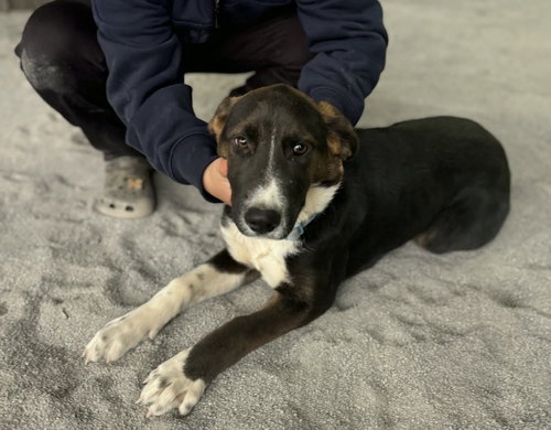 BRUNO - Mountain Cur / Spaniel available for adoption