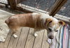 Scrappy - Photo 2