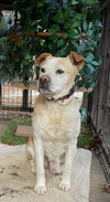 Scrappy - Photo 3