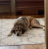 Mack - Photo 4