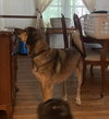 Mack - Photo 5