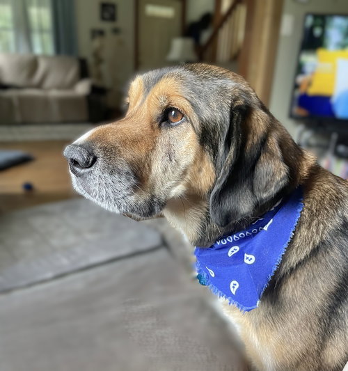MACK - Great Pyrenees available for adoption