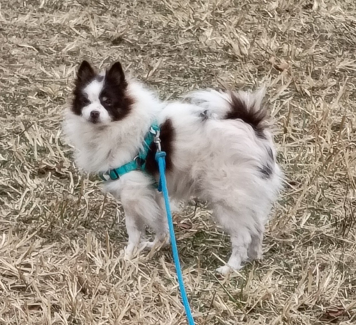 Roscoe Image