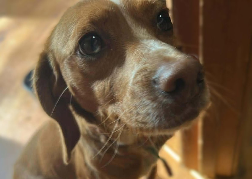 Rigby Image