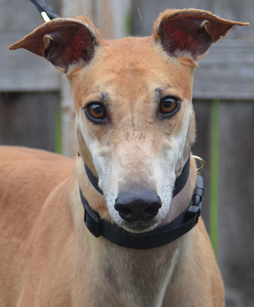 Pancake — Greyhound