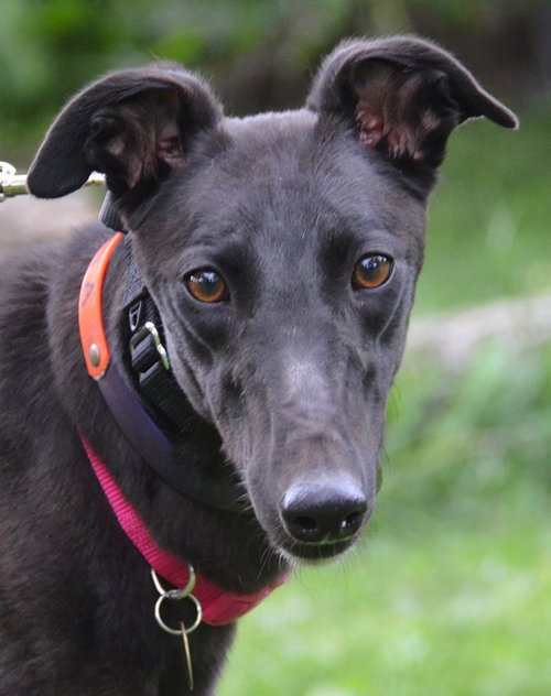 Lolita, an adoptable Greyhound in Minneapolis, MN