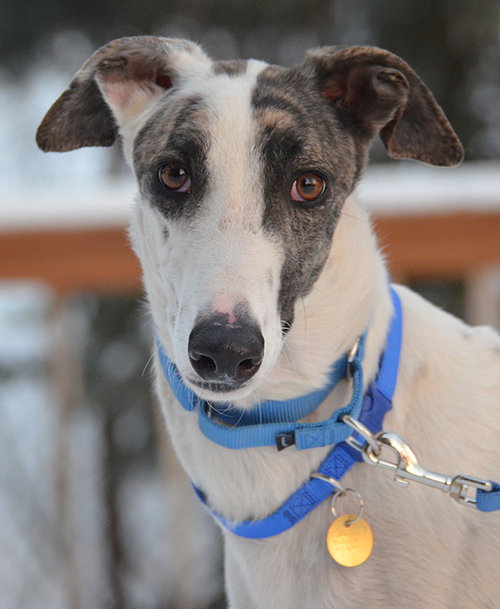 Fenn, an adoptable Greyhound in Minneapolis, MN