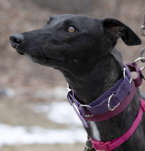 Nelly, an adoptable Greyhound in Minneapolis, MN