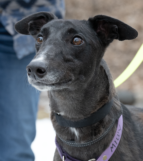 Milly, an adoptable Greyhound in Minneapolis, MN