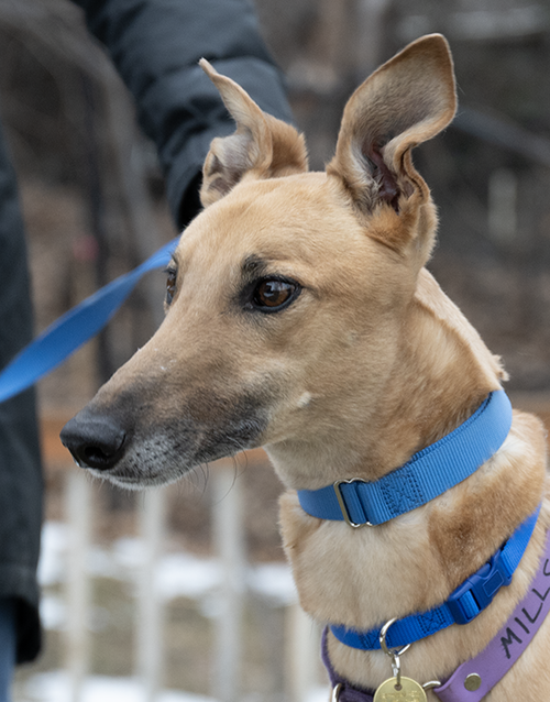 Mills, an adoptable Greyhound in Minneapolis, MN