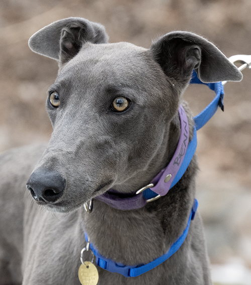 Benny, an adoptable Greyhound in Minneapolis, MN