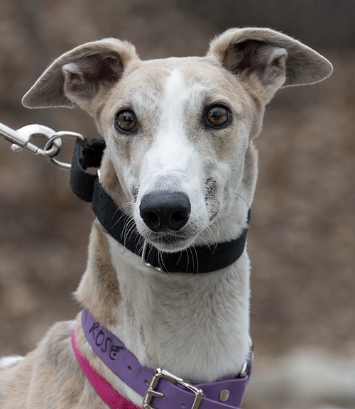 Ginger Rose, an adoptable Greyhound in Minneapolis, MN