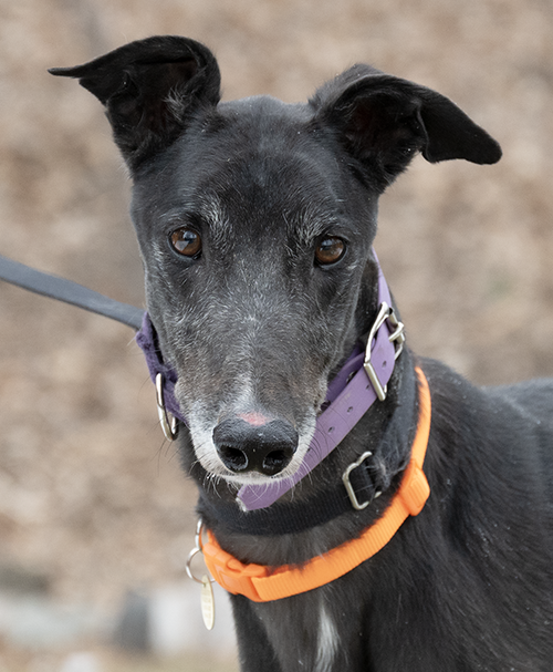 Theegala, an adoptable Greyhound in Minneapolis, MN