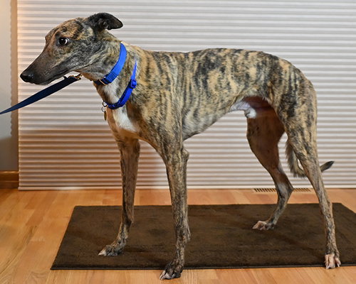 Hector photo 3