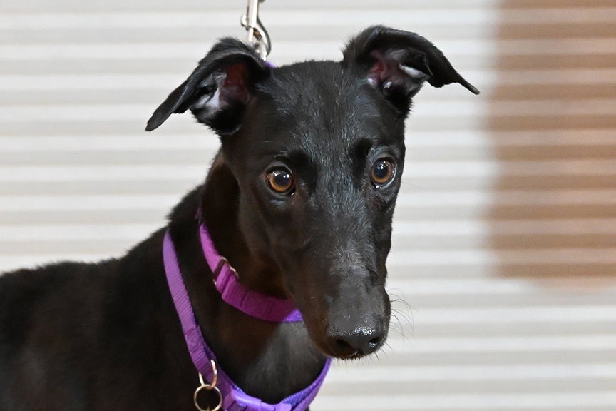 Miya, Greyhound