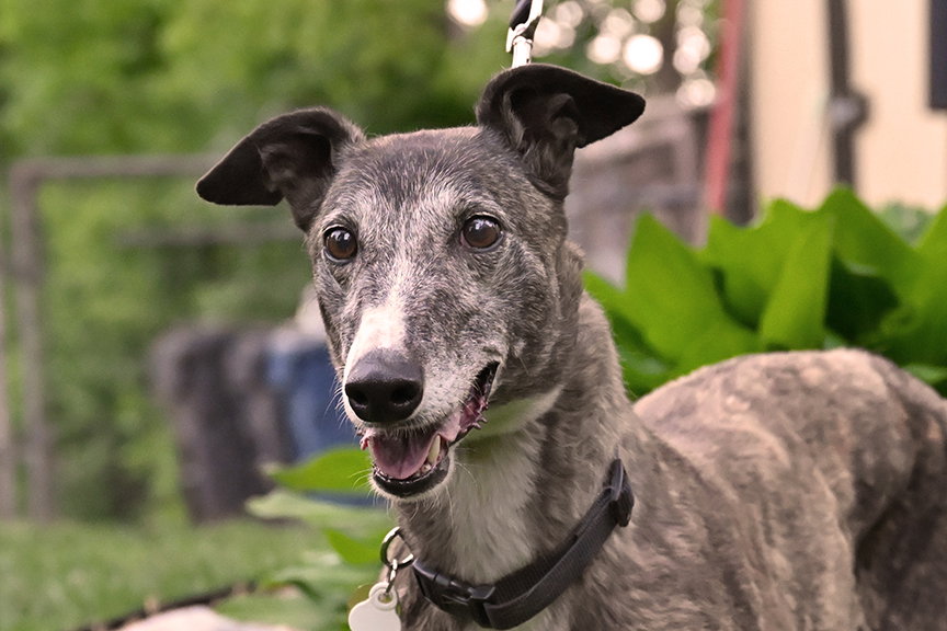 Sabbath, Greyhound