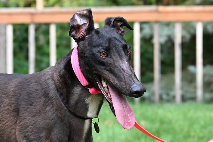 Chrome, Greyhound
