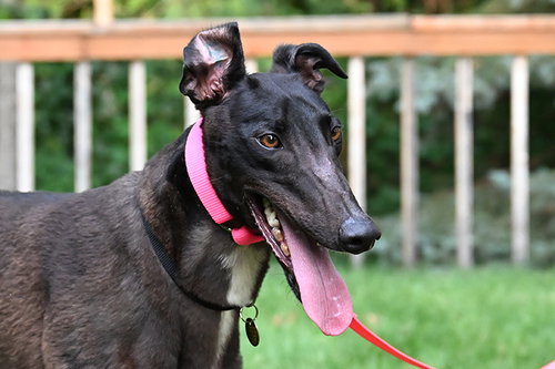 Chrome, a dog for adoption from Greyhound Pets of America Minnesota