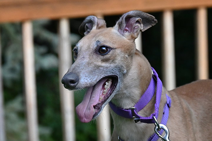 Jingle, Greyhound
